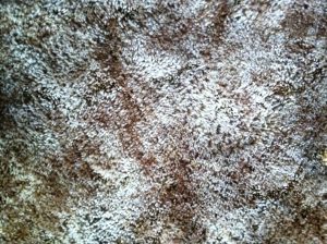 carpet stain removal Keizer Oregon
