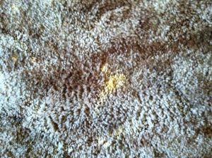 carpet stain removal Salem Oregon